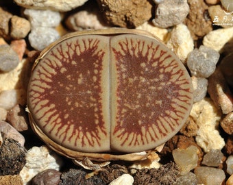 Lithops aucampiae ssp. euniceae var. fluminalis C054, 10 seeds