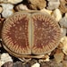 see more listings in the SEMILLAS: Lithops section