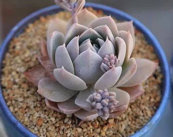 Sedum Suaveolens, Rare succulent,  10 seeds