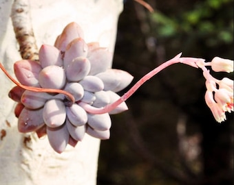 Pachyphytum rzedowskii, rare succulent,  10 seeds