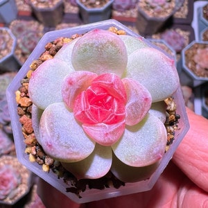 Echeveria Daiyu, 10 seeds, rare succulent, pink succulent, succulent [SEEDS ONLY]