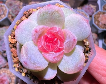 Echeveria Daiyu Seeds: Rare Pink Succulent (10 Seeds)