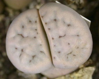 Lithops Karasmontana sp karasmontana C226, 10 seeds