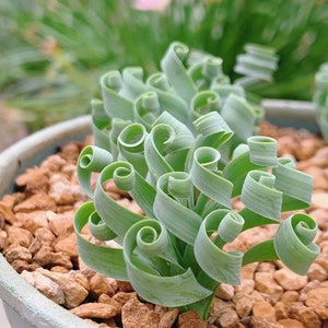 Ornithogalum concodianum/Albuca concordiana Baker bulb, rare seeds, 2 seeds [SEEDS ONLY]