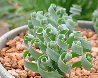 Ornithogalum concodianum/Albuca concordiana Baker bulb, rare seeds, 2 seeds [SEEDS ONLY]