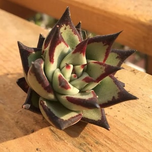 Echeveria agavoides Ebenholz, seltene Sukkulente, 10 Samen