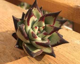 Echeveria agavoides ebony, rare succulent,  10 seeds [SEEDS ONLY]