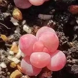 Rare succulent seeds, Echeveria Rosé Grape, 10 seeds [SEEDS ONLY]