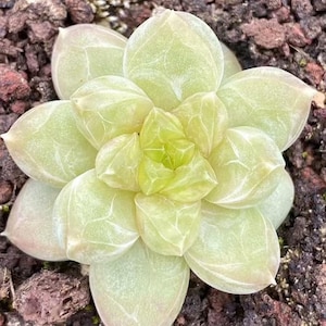 Rare succulent seeds, Echeveria Japanese Crystal Gaze, 10 seeds [SEEDS ONLY]