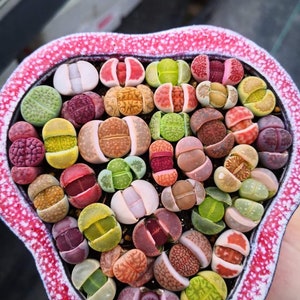 May include: A heart-shaped planter filled with colorful living stones, also known as Lithops. The succulent plants display a variety of colors, including green, red, yellow, and brown. The planter has a red and white speckled rim.