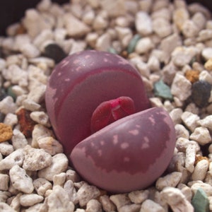 Lithops Optica &#39;Rubra&#39; 10 seeds [SEEDS ONLY]
