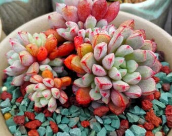 Echeveria subcorymbosa, rare succulent, 10 seeds