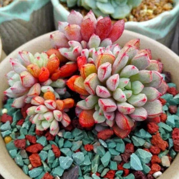 Echeveria subcorymbosa, rare succulent, 10 seeds