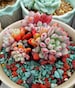 Echeveria subcorymbosa, rare succulent, 10 seeds