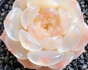 Seltene Echeveria Jade Glow Sukkulenten Samen (10 Samen)