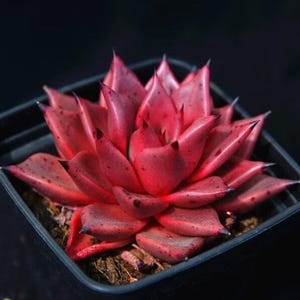 Echeveria agavoides romeo, rare succulents, 10 seeds [SEEDS ONLY]