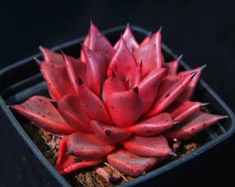 Echeveria agavoides romeo, rare succulents, 10 seeds [SEEDS ONLY]