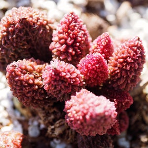 Real plants, Adromischus Marianiae v. Herrei