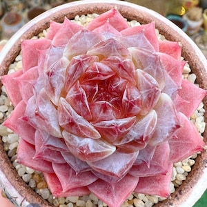 Rare succulent seeds, Echeveria Apparition, 10 seeds [SEEDS ONLY]