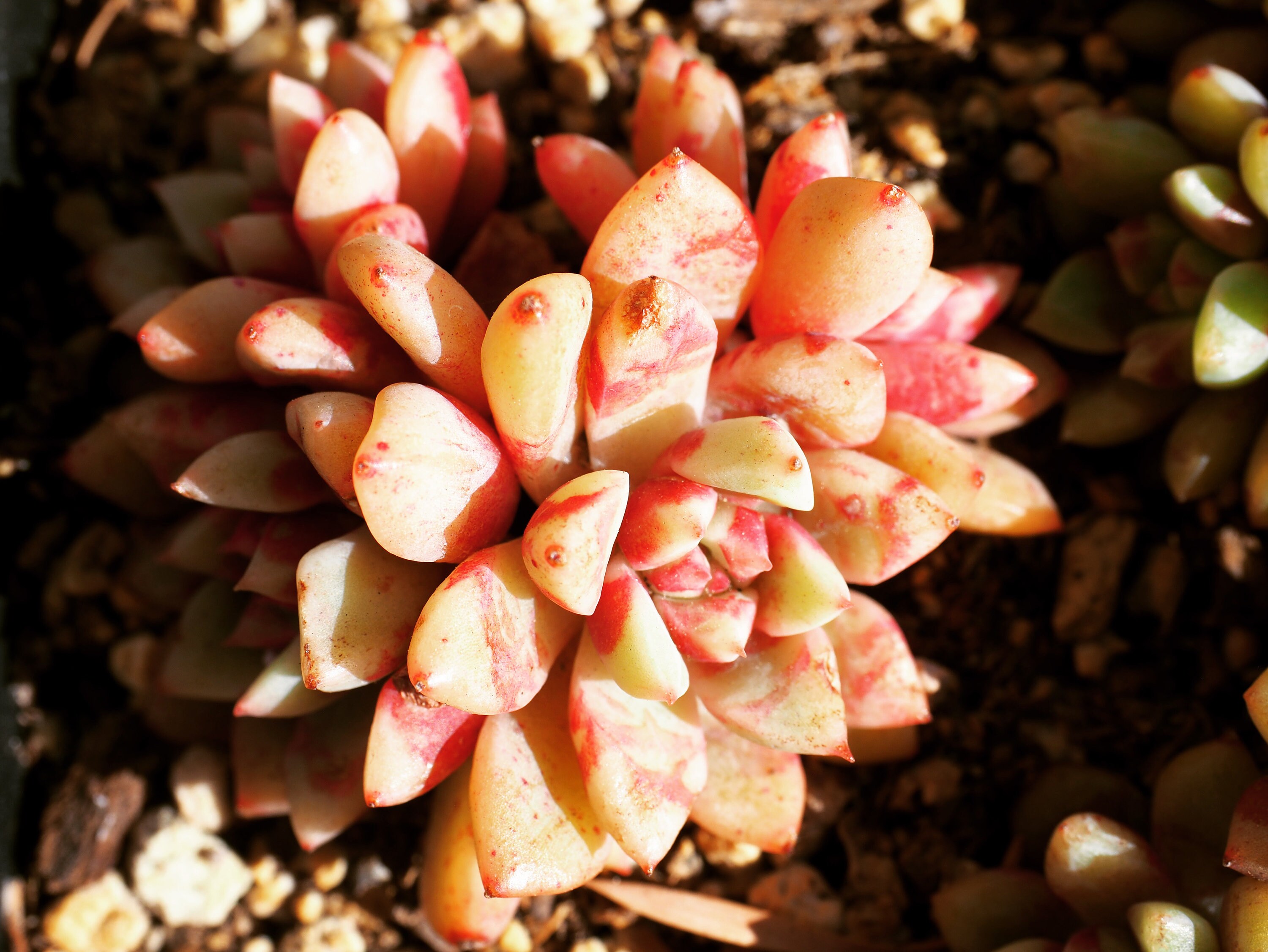 Real Plants Echeveria Echo Sp bloody Yan Clusters | Etsy