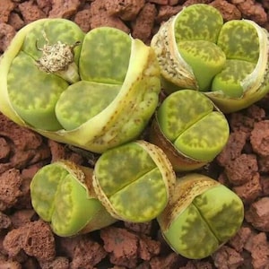 Lithops bromfieldii v insularis &quot;Sulphurea&quot; C362, 10 seeds [SEEDS ONLY]