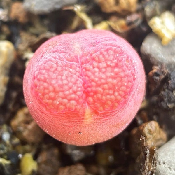 Conophytum acutum hort wiese , rare living stone, 10 seeds