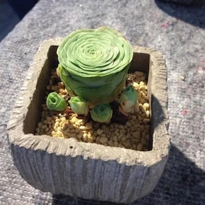 Aeonium Greenovia diplocycla var Gomera, mountain rose, rare succulent,  10 seeds [SEEDS ONLY]