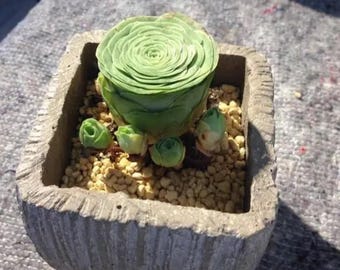 Aeonium Greenovia diplocycla var Gomera, mountain rose, rare succulent,  10 seeds [SEEDS ONLY]