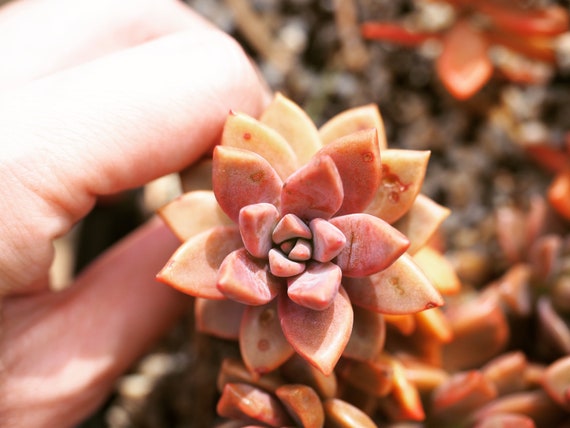 Real Plants, Graptoveria Gilva - Etsy
