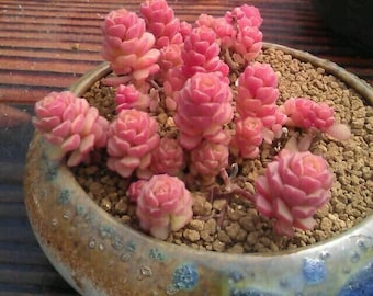 Sedum versadense, pink succulent, rare succulent,  10 seeds