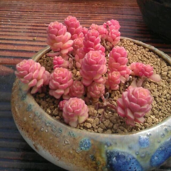Semillas de Sedum Versadense: Suculenta rosada rara (10 semillas)