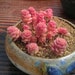 see more listings in the SEEDS: SEDUM section