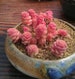 Sedum versadense, pink succulent, rare succulent,  10 seeds 