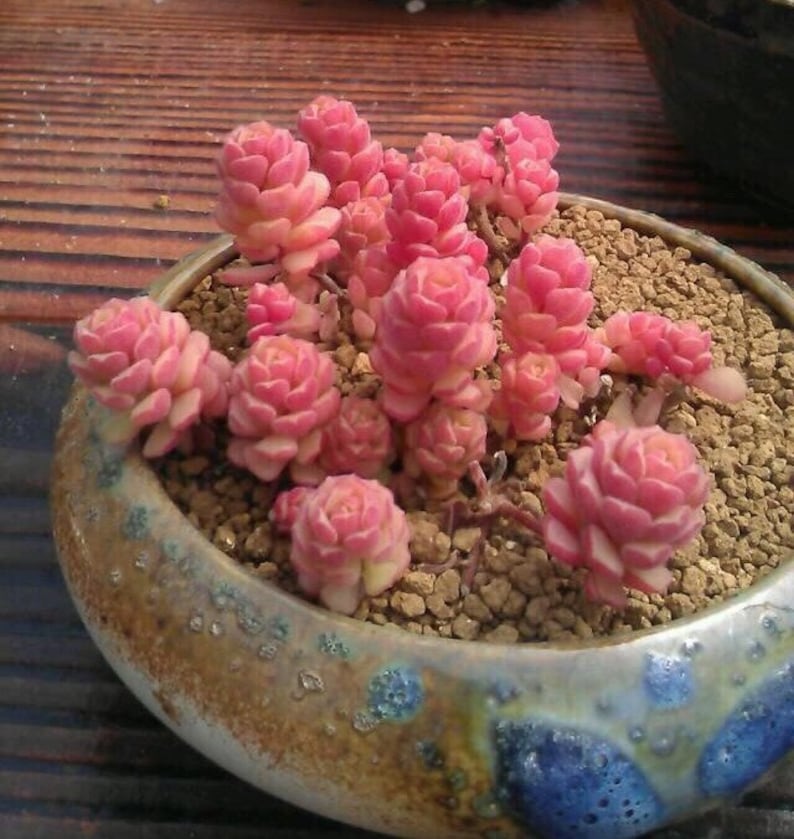 Sedum versadense, pink succulent, rare succulent,  10 seeds