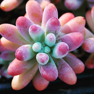 Rare plants, Sedum Patrick Star