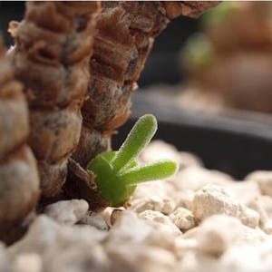 Monilaria moniliforme, Rare succulent, 10 seeds image 3