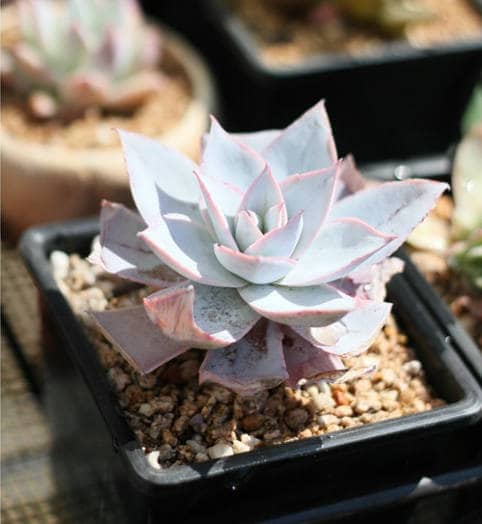 エケベリア・カンテ、希少多肉植物、種子10個[種子のみ] - Etsy 日本