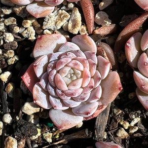 Real plants, Echeveria Queen Ellie