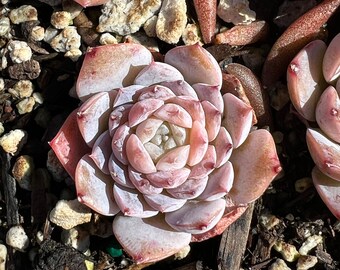 Real plants, Echeveria Queen Ellie