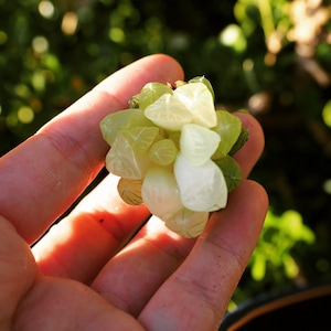 Rare plants, Haworthia cooperi var. amber image 1