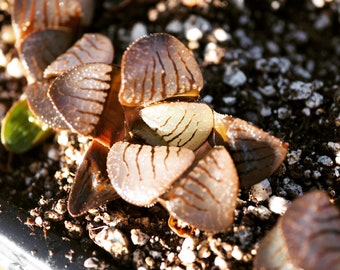 Real plants, Haworthia springbokvlakensis "Crystal ball"