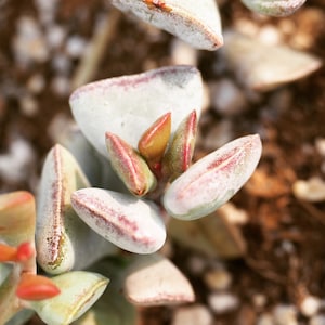 Real plants, Adromischus Triflorus