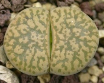 Lithops Gesinae v Gesinae C207, living stone, 10 seeds