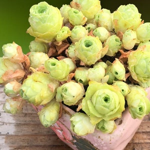 Greenovia dodrentalis, mountain rose, rare succulent, 10 seeds image 2