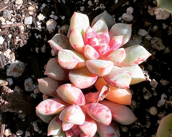 Real plants, Echeveria Echo sp, (Bloody Yan) clusters