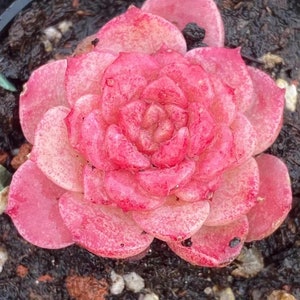 Echeveria Japanese allspice (Sugar heart), Rare succulent seeds,  10 seeds [SEEDS ONLY]