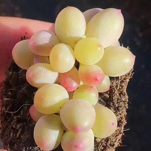 Pachyphytum garciae, rare succulents, 10 seeds image 3