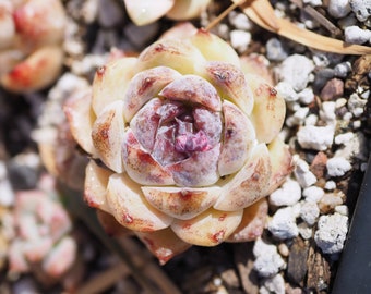 Real plants, Echeveria purple fairy