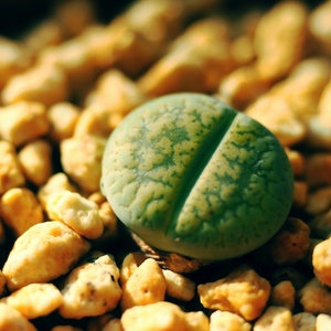 Lithops aucampiae &#39;Jackson&#39;s Jade&#39; C395, 10 seeds