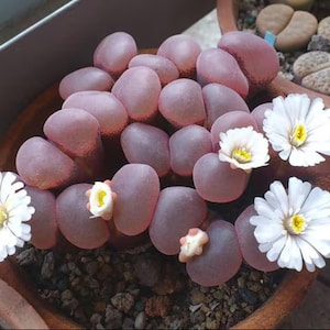 Puede incluir: Primer plano de una planta suculenta con hojas carnosas rosadas y flores blancas con centros amarillos. La planta está creciendo en una maceta de terracota.